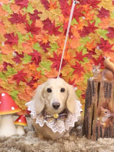 20241103シオンくん